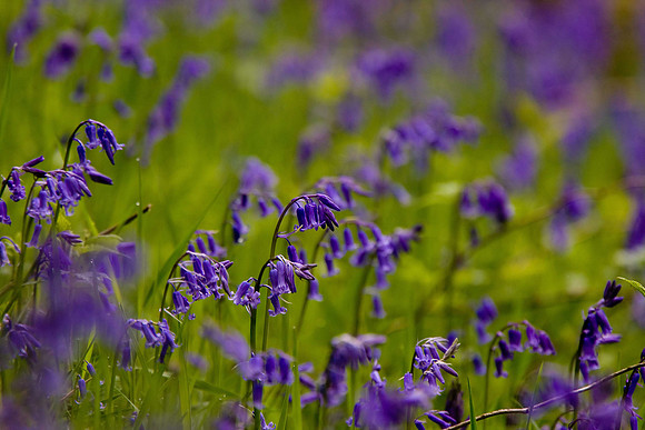 Bluebells Hyancinthoides non-scripta