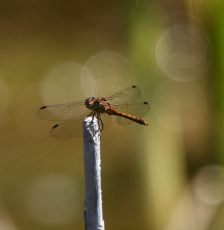 Ruddy Darter
