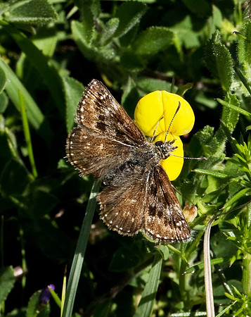 Dingy Skipper