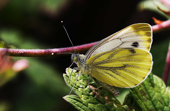 Green-veined White