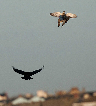Kestrels