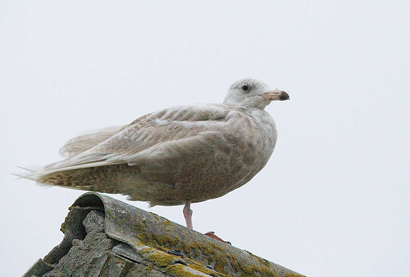 Glaucous Gull