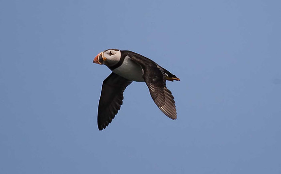 Puffin