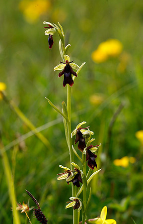 Fly Orchid