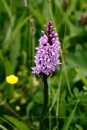 Common Spotted Orchid