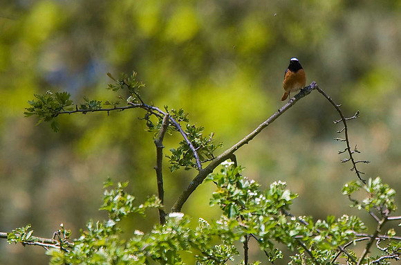 Redstart
