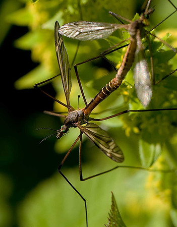 Crane fly