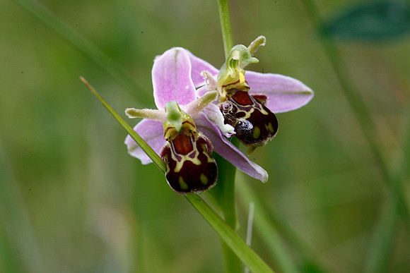 Bee Orchid