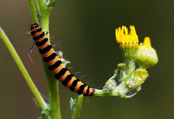 Cinnabar Moth Caterpillar