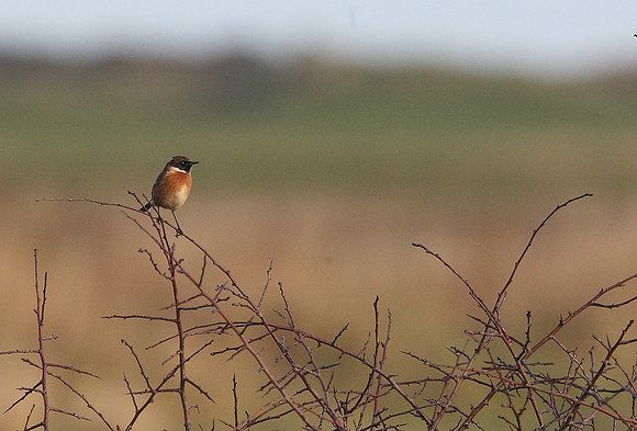 Stonechat