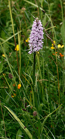 Common Spotted Orchid