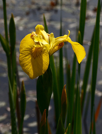 Flag Iris