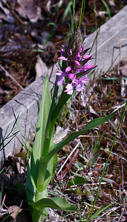 Southern Marsh Orchid