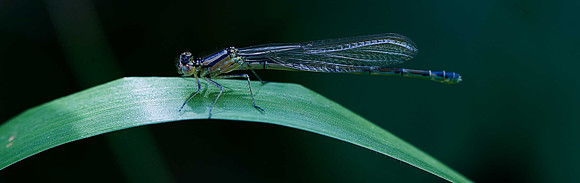 Common Blue Damselfly