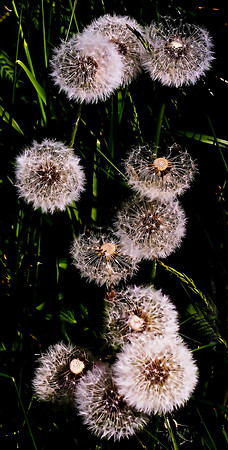 Dandelion