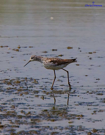 Marsh Sandpiper