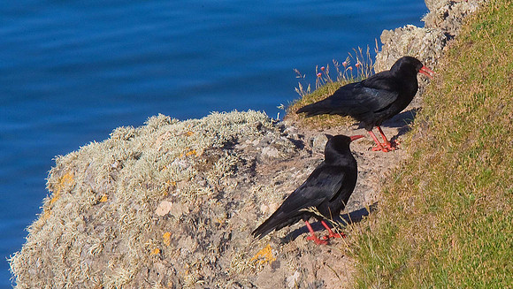 Chough
