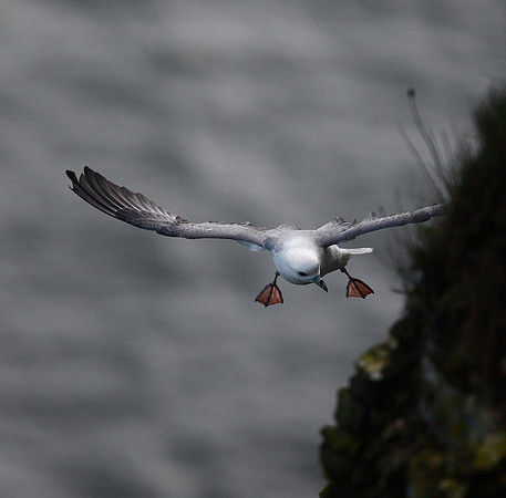 Fulmar