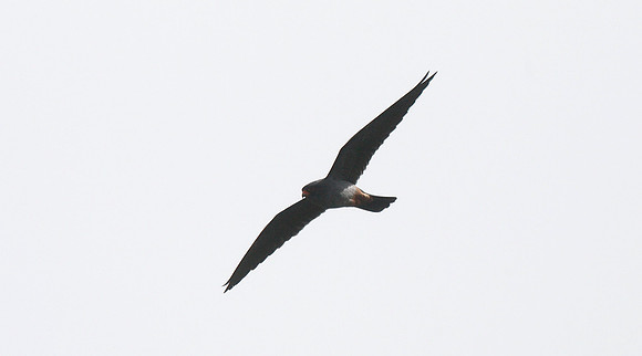 Red-footed Falcon