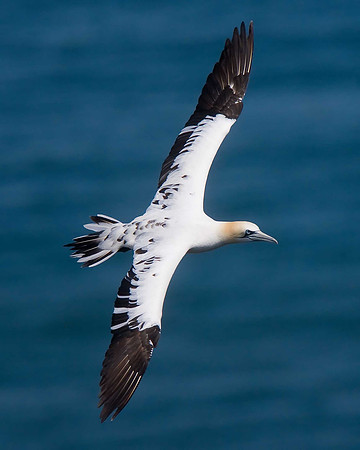 Gannet