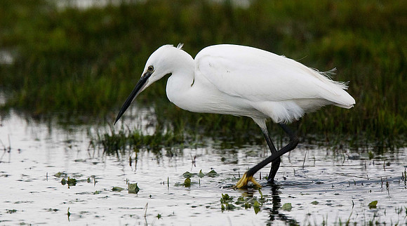 Little Egret