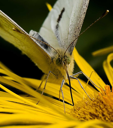 Green-veined White