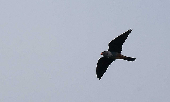 Red-footed Falcon
