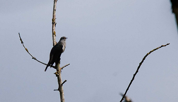 Cuckoo