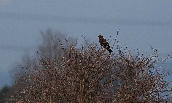 Marsh Harrier