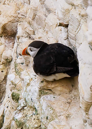 Puffin