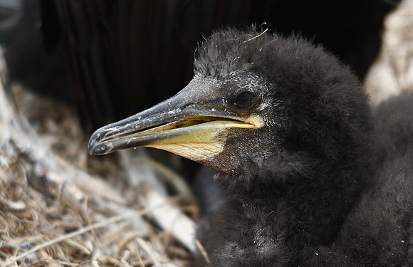 Shag