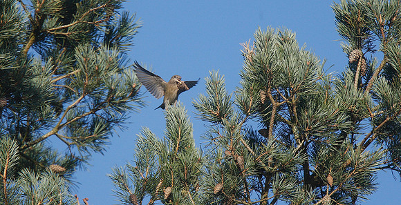 Parrot Crossbill