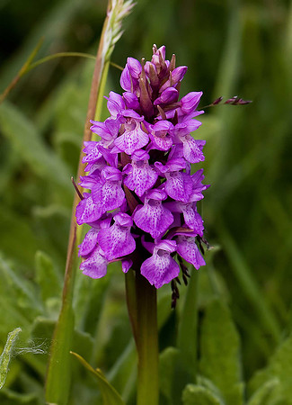 Marsh Orchid