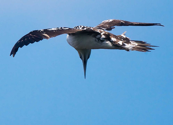 Gannet
