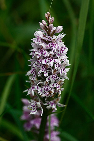 Common Spotted Orchid