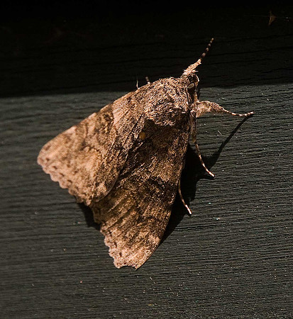 Red Underwing