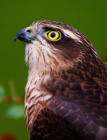 Sparrowhawk