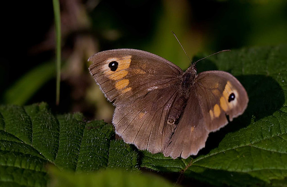 Meadow Brown