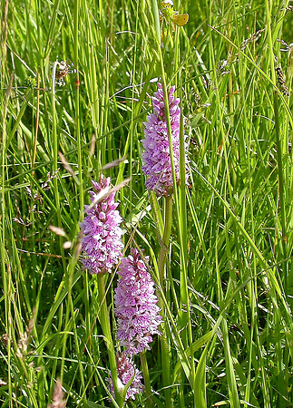 Common Spotted Orchid