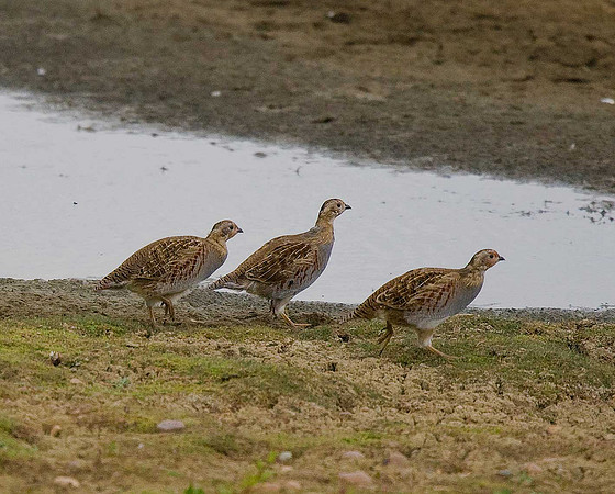 Grey Partridge