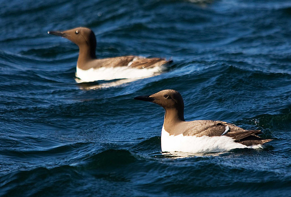 Guillemot