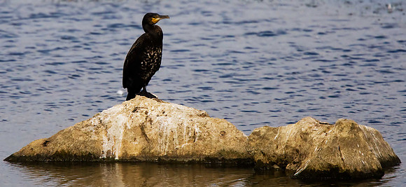 Cormorant