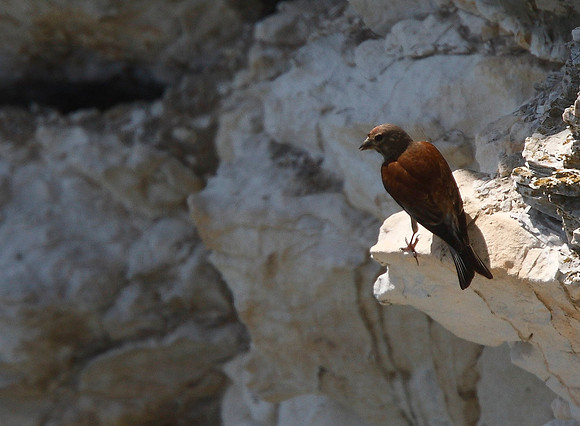 Linnet