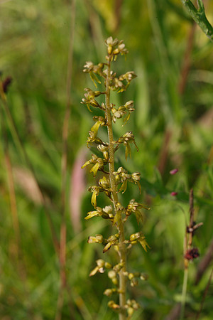 Twayblade