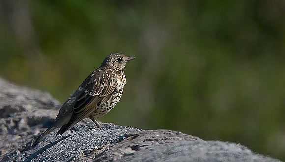 Mistle Thrush