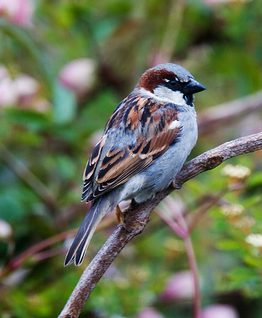 House Sparrow
