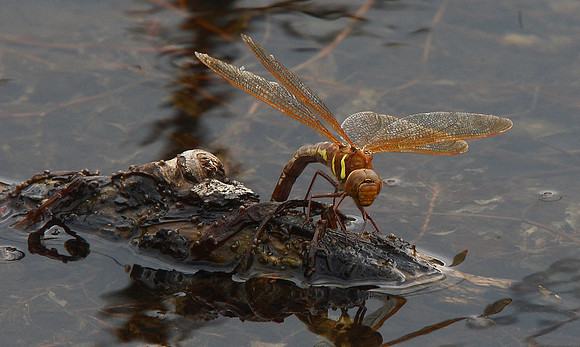 Brown Hawker