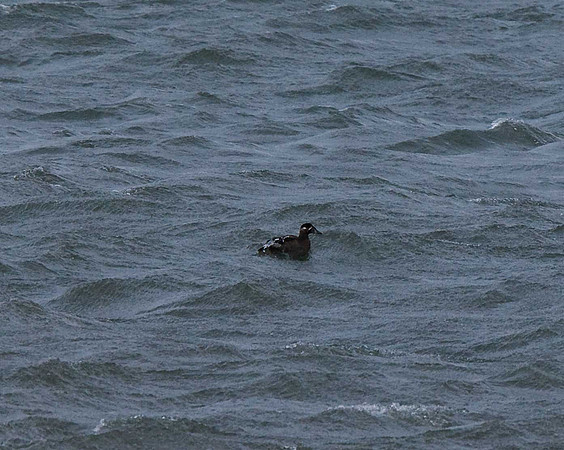 Surf Scoter