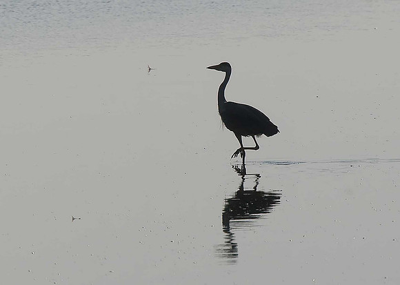 Grey Heron