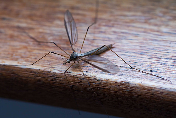 Daddy Longlegs